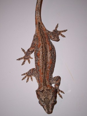 orange scatter adult female