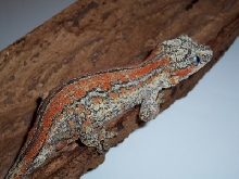 another adult orange striped female