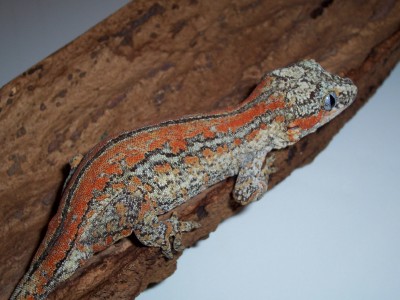another adult orange striped female