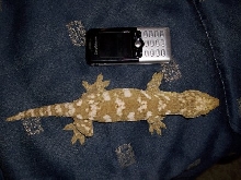 Female leachie