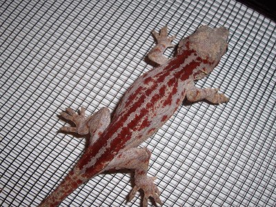 red striped adult female