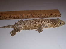 yearling female