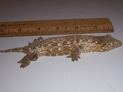 yearling female