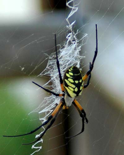 WHAT IS THIS?
