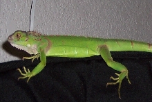 My iguana