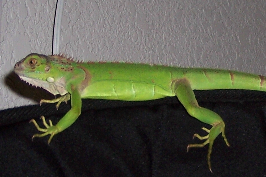 My iguana