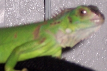 my iguana