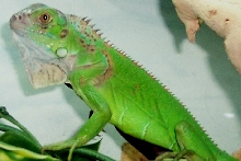 My iguana