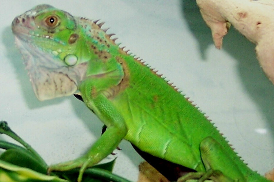 My iguana