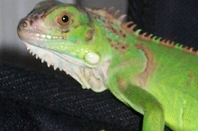 My iguana
