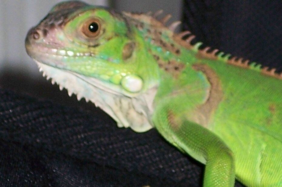 My iguana