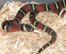 Black Milk hatchling