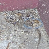 Unidentified Snake