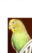 Tutsie
