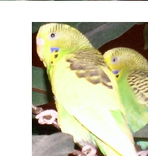 Jelly & Tutsie