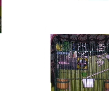 my new budgie aviary cage