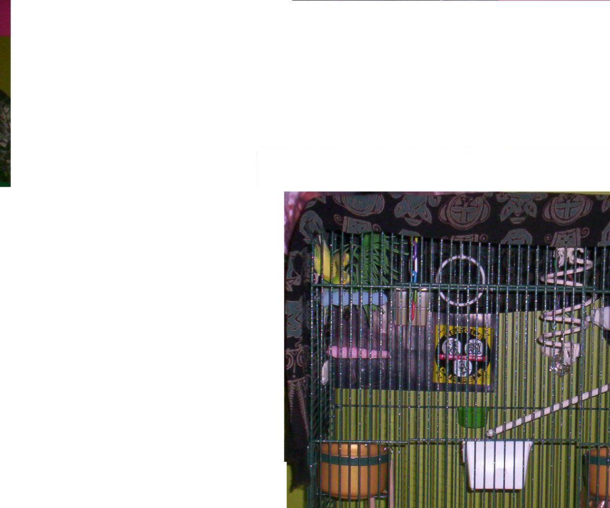 my new budgie aviary cage