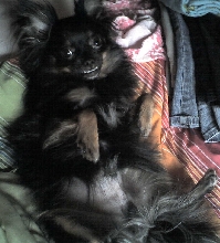 Harley