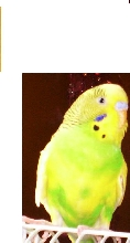 Jellybean