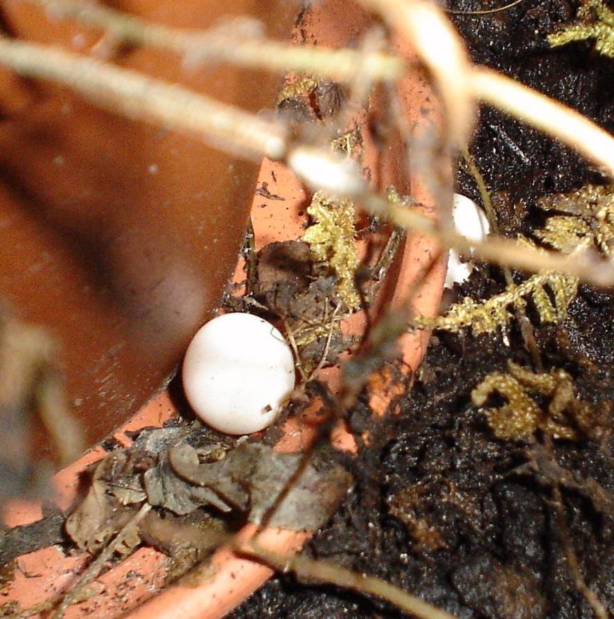 U.guentheri eggs