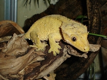 giant female