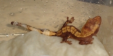 just hatchled