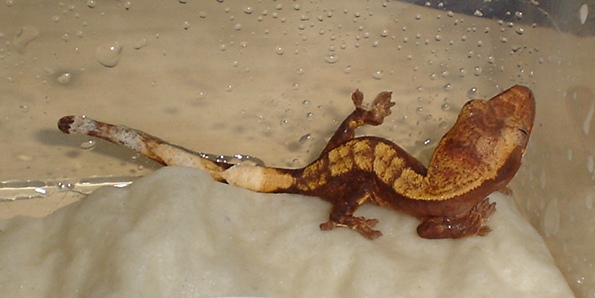 just hatchled