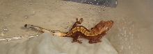 just hatchled2