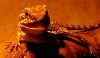 ..Spike..