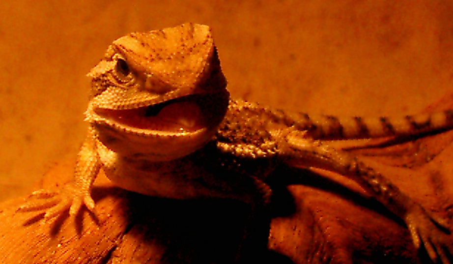 ..Spike..