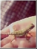 Spike