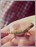 Spike