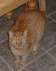 Murphy