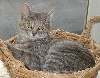 Shadow (Peanut)