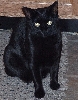 Sheba