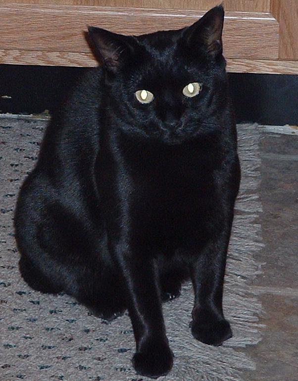 Sheba