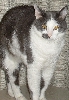 Simon