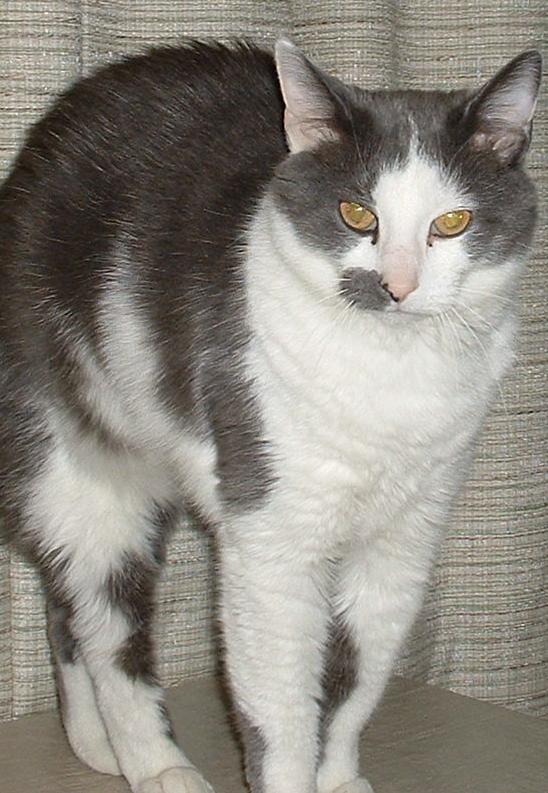 Simon