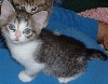 Squeek