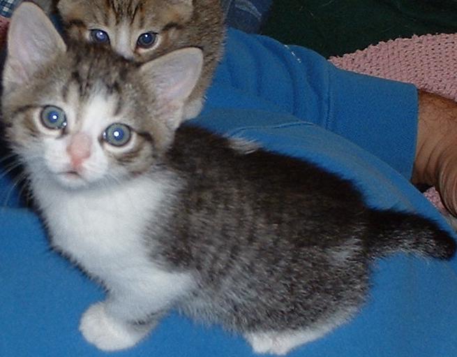 Squeek