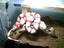Albino ruthven