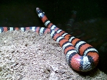 ruthven female