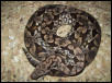 dumeril female