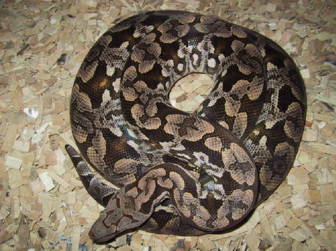 dumeril female