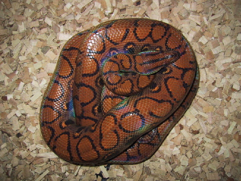 female brb