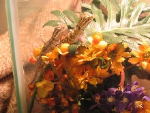My two new beardies future breeders