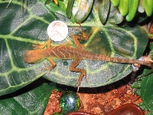 baby kharma