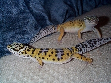 Miss Piggy and Rattler