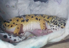 Rattle