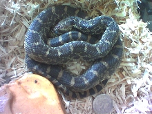 Kankakee Bullsnake pre-shed
